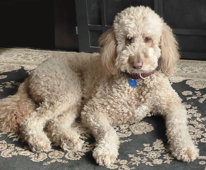 Teddy At Eight Weeks In January 2009 And In November 2014