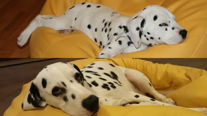 Sollie In The Best Sleeping Space - Almost 1 Year Appart