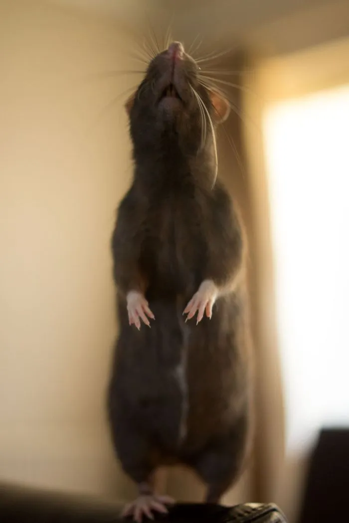 202 Adorable Rat Pics Proving That They Can Be The Cutest Pets Ever