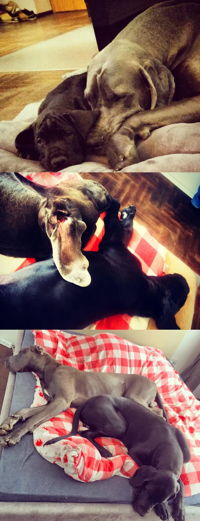 Aston (blue) & Rocko (black 2-7months) Great Dane