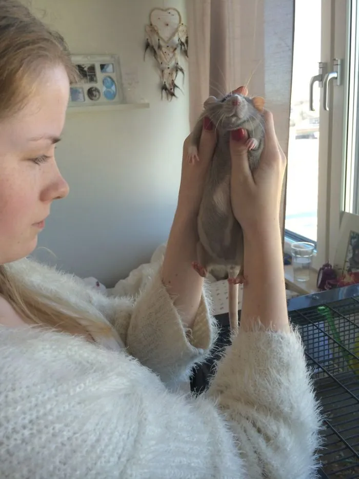 202 Adorable Rat Pics Proving That They Can Be The Cutest Pets Ever