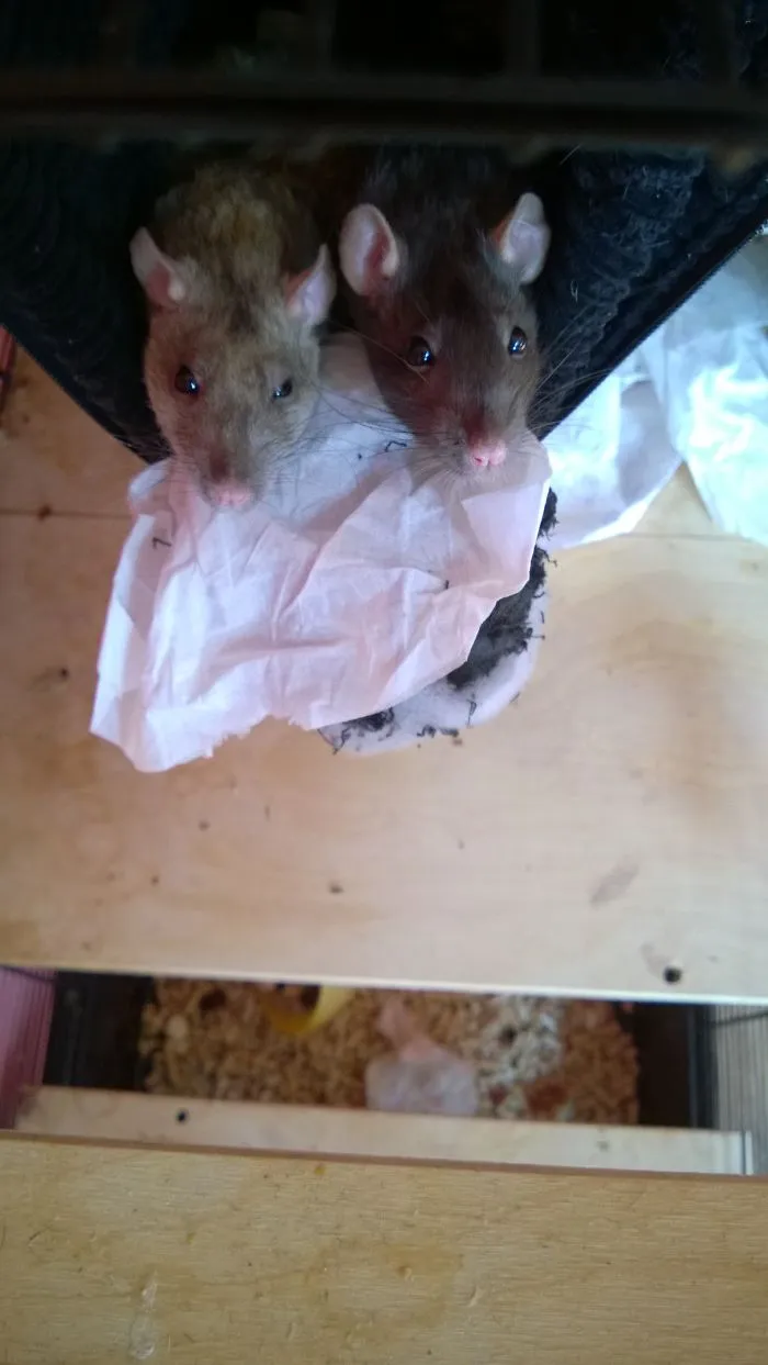 202 Adorable Rat Pics Proving That They Can Be The Cutest Pets Ever