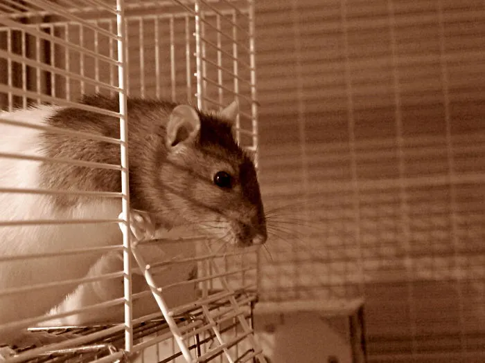 202 Adorable Rat Pics Proving That They Can Be The Cutest Pets Ever