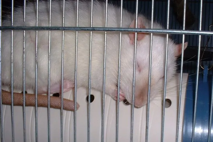 202 Adorable Rat Pics Proving That They Can Be The Cutest Pets Ever