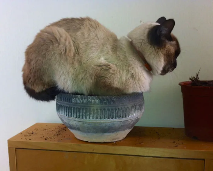 Feed Me!