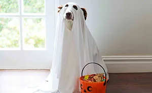 We Photographed Rescued Dogs To Celebrate Their Adoption