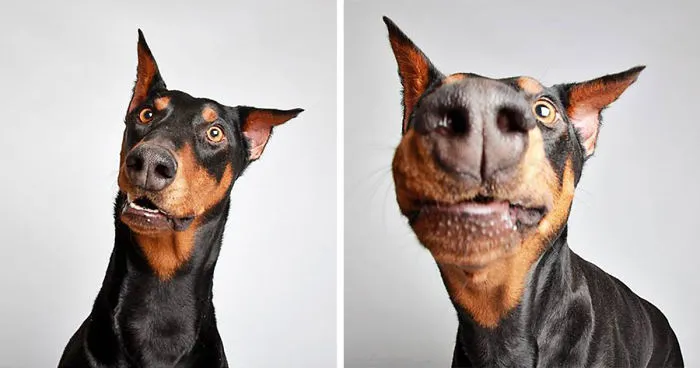 Cute Shelter Dog Photobooth Pics Help Them Find Forever Homes