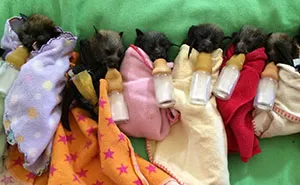Orphaned Baby Bats At This Australian Bat Hospital Are Too Adorable