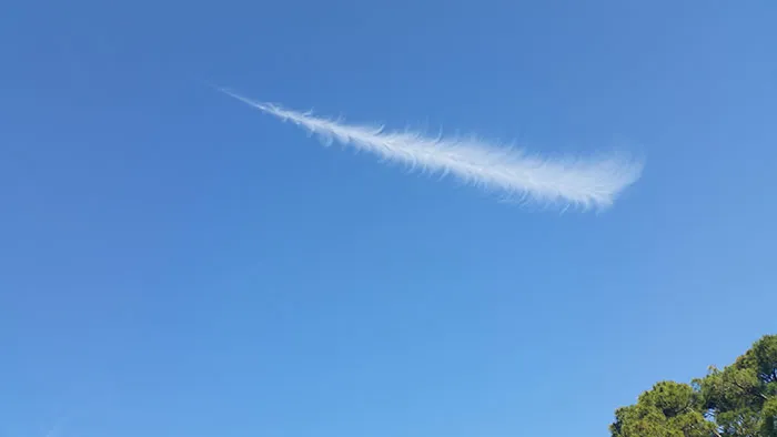Feather