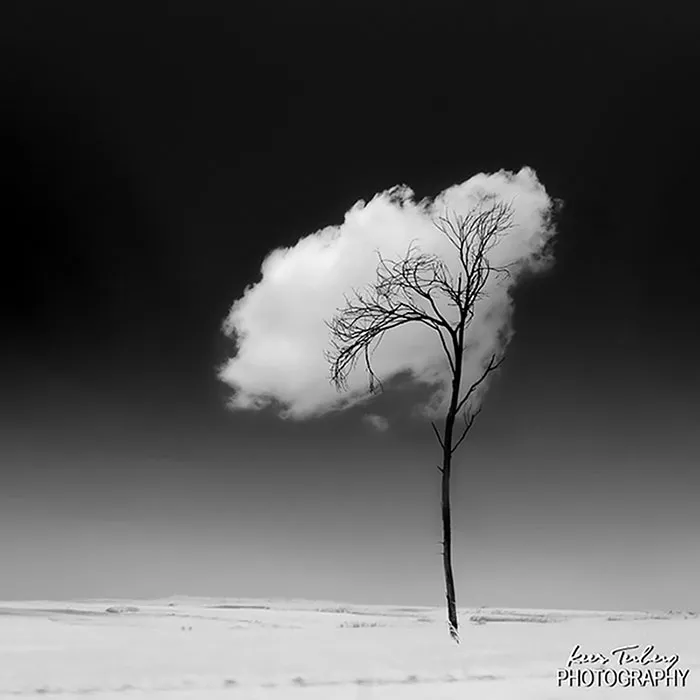 Tree Leaves