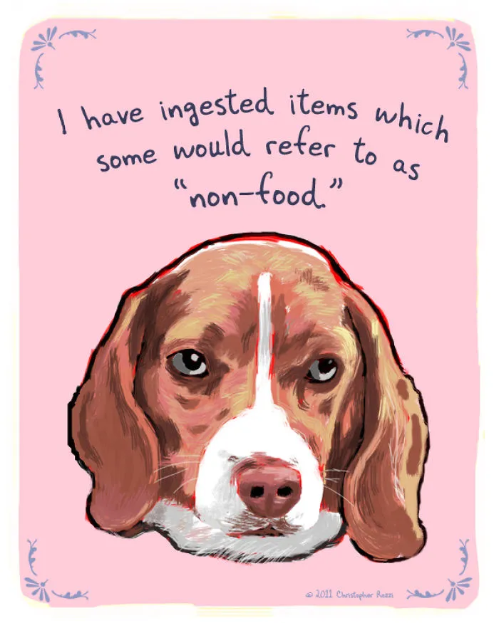 51 Funny Cat And Dog Confessions Reveal What They Actually Think