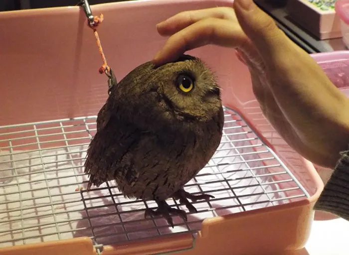 Cute Owl Cafe