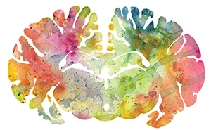 I Watercolor Animal Brain Scans