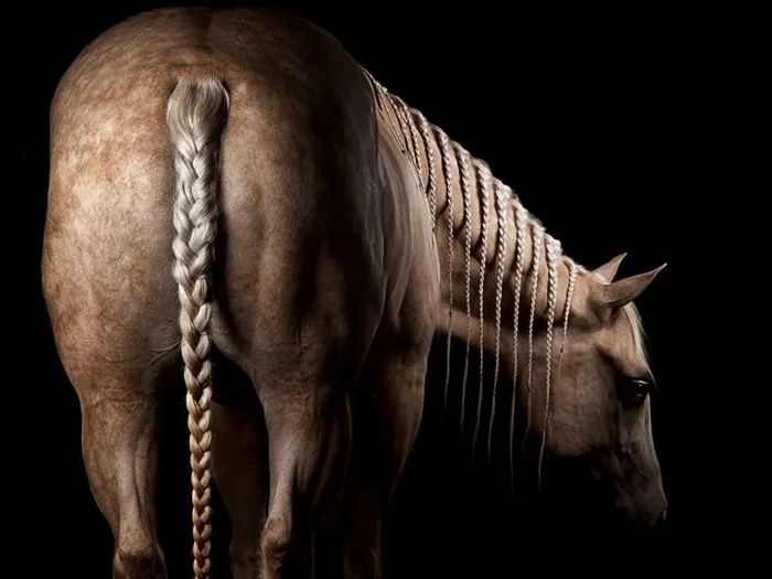 Long Horse Plaits