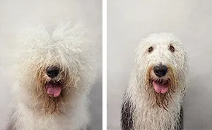 Dry Dog Wet Dog: Photographer Shoots Dogs Before And After Bath Time