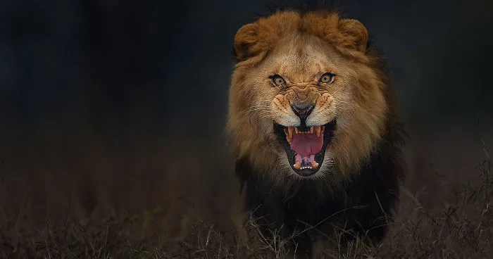 Photographer Shoots Angry Lion Photo Moments Before It Jumped At Him To Attack