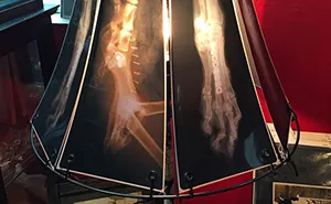 Pet Oncologist Creates Lamps With Animal X-Rays