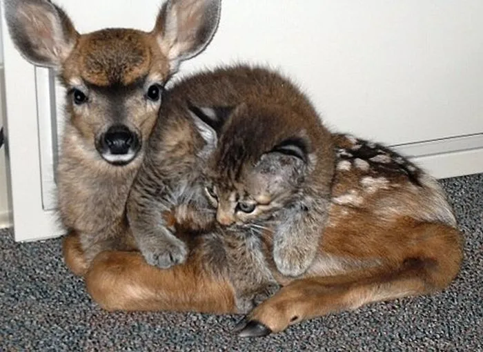 Unexpected Animal Friendship