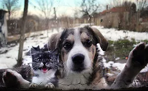 50 Pets That Need To Go Inside RIGHT NOW