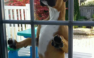 50 Pets That Need To Go Inside RIGHT NOW