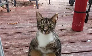 50 Pets That Need To Go Inside RIGHT NOW