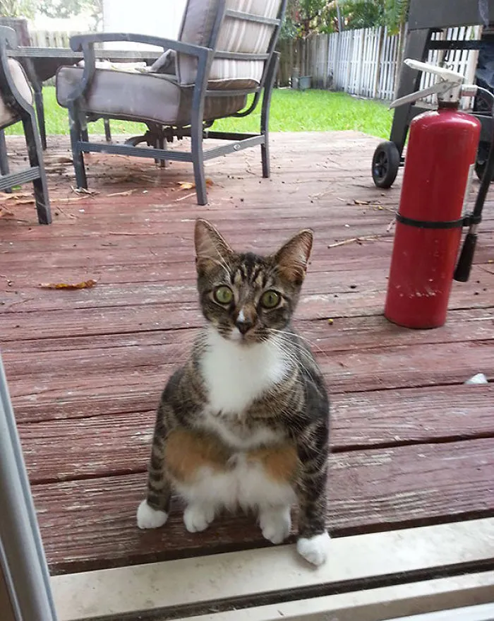 It's An Emergency, Let Me In!