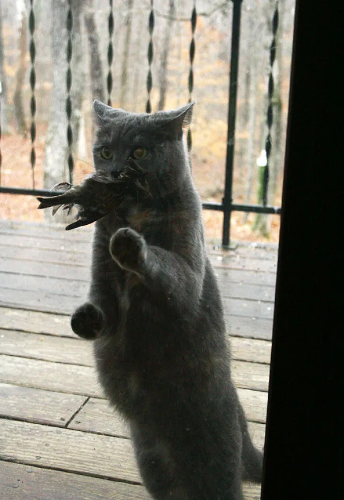 Why Wont You Let Me In? I Brought You A Present