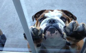 50 Pets That Need To Go Inside RIGHT NOW