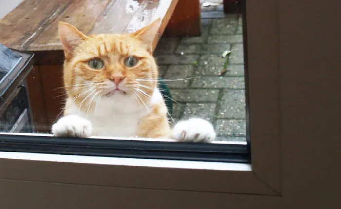 Please Let Me In! There's Liquid Torture Falling From The Sky!