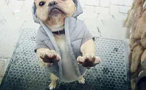 50 Pets That Need To Go Inside RIGHT NOW
