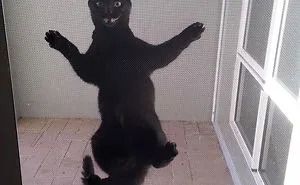 50 Pets That Need To Go Inside RIGHT NOW