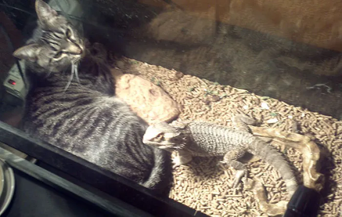 50 Animals That Love Warmth More Than Anything