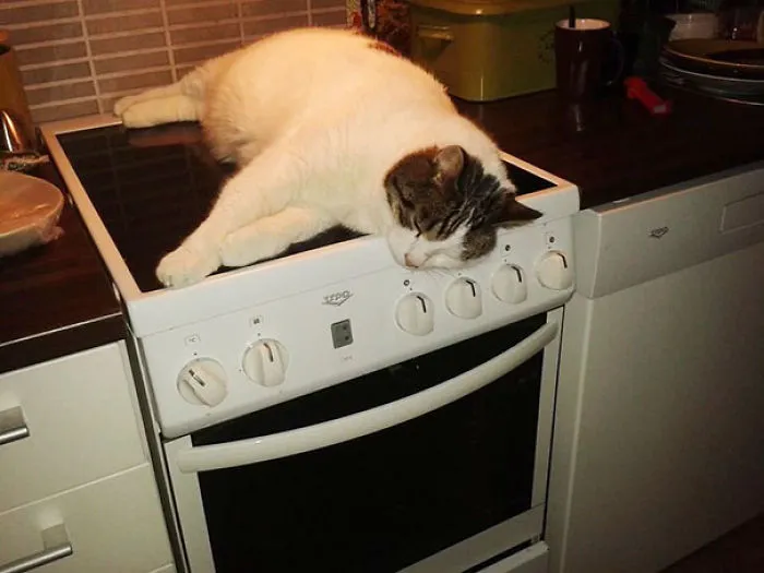 50 Animals That Love Warmth More Than Anything