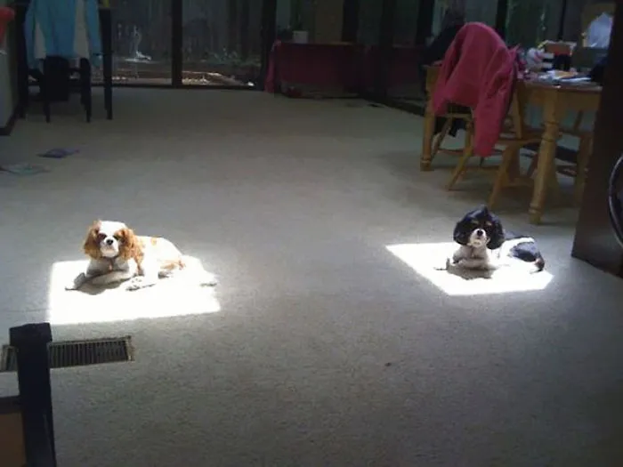 50 Animals That Love Warmth More Than Anything