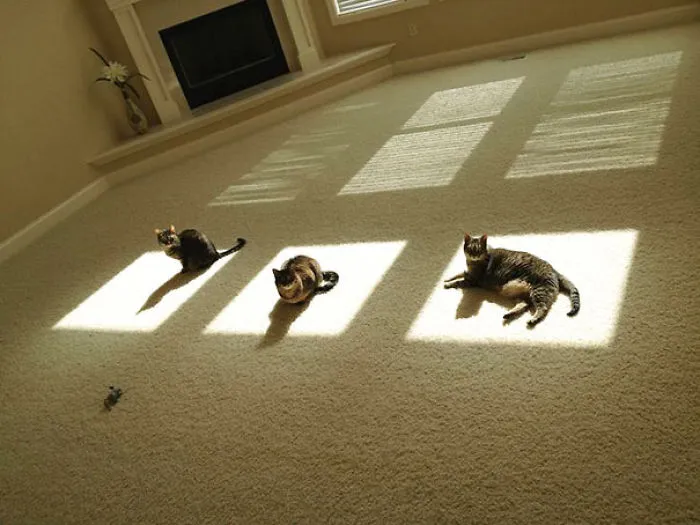 50 Animals That Love Warmth More Than Anything