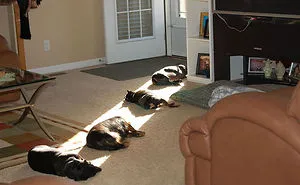 50 Animals That Love Warmth More Than Anything