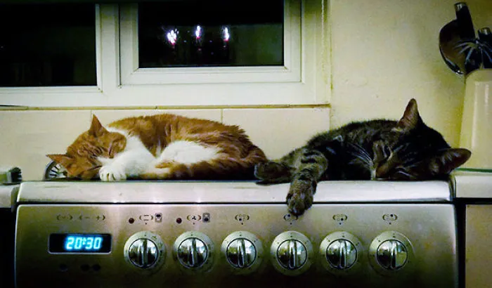 50 Animals That Love Warmth More Than Anything