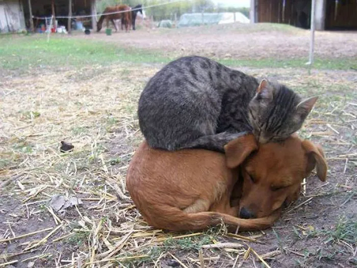 50 Animals That Love Warmth More Than Anything