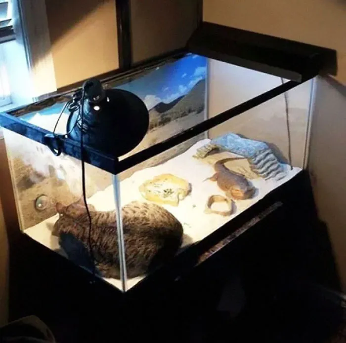 50 Animals That Love Warmth More Than Anything