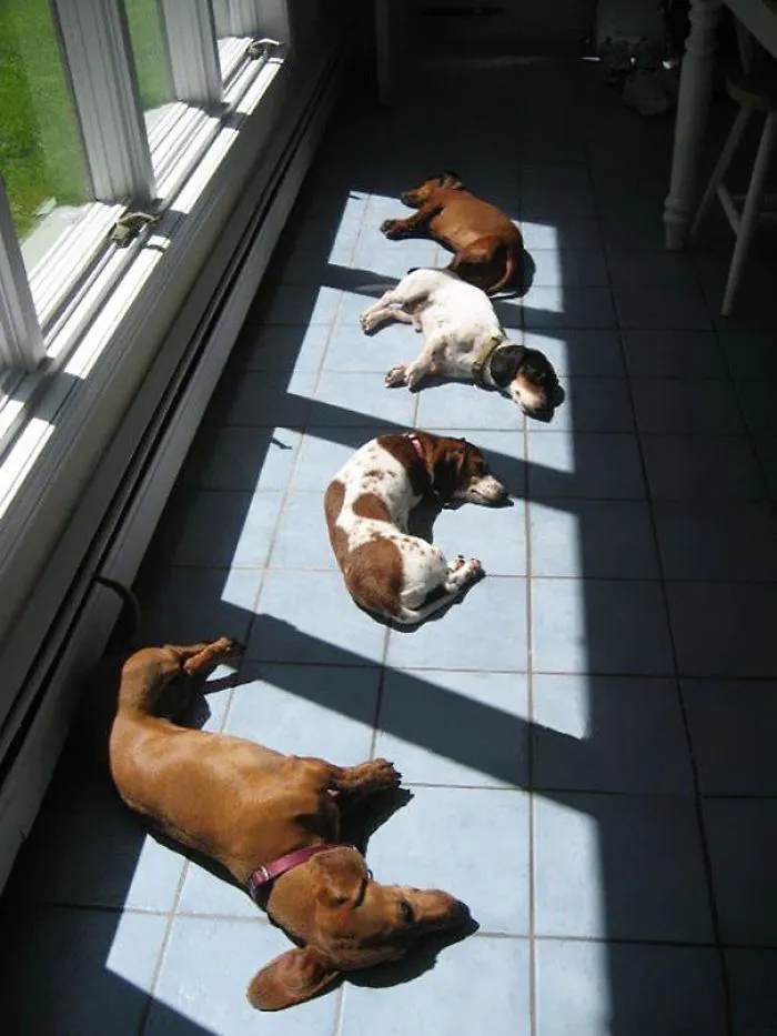 50 Animals That Love Warmth More Than Anything