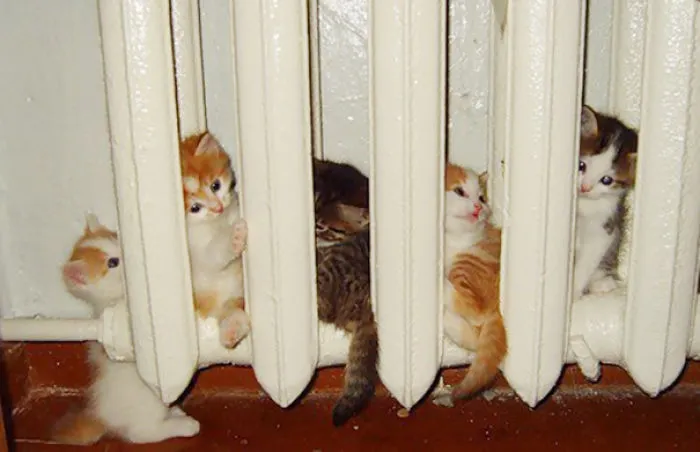 50 Animals That Love Warmth More Than Anything