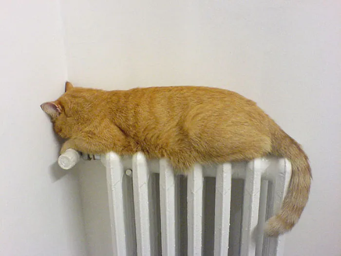 50 Animals That Love Warmth More Than Anything