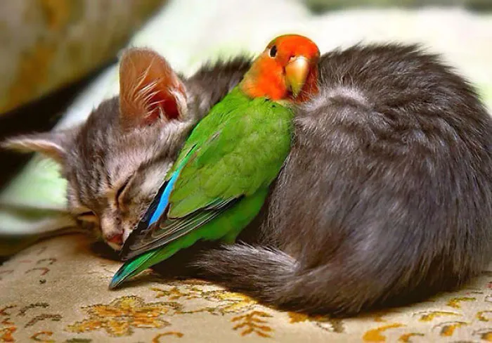 50 Animals That Love Warmth More Than Anything