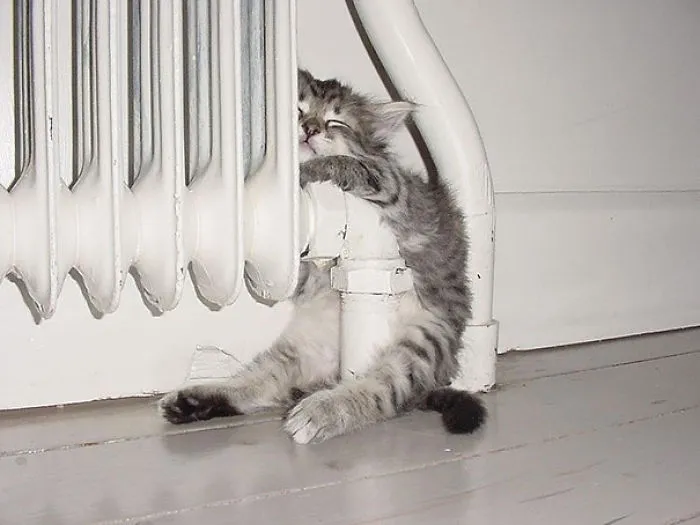 50 Animals That Love Warmth More Than Anything