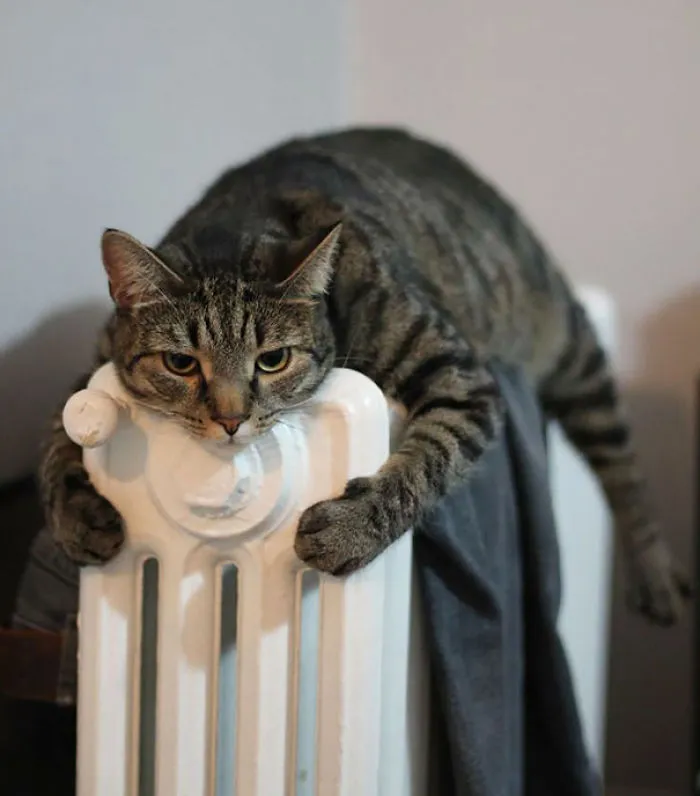 50 Animals That Love Warmth More Than Anything