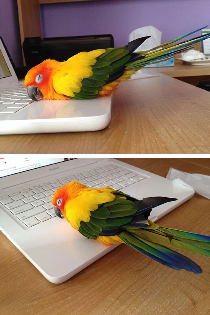 50 Animals That Love Warmth More Than Anything