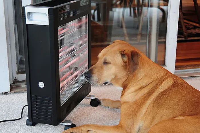 50 Animals That Love Warmth More Than Anything