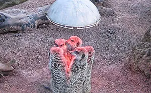 50 Animals That Love Warmth More Than Anything