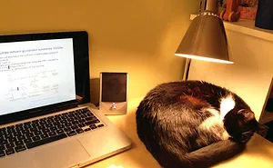 50 Animals That Love Warmth More Than Anything