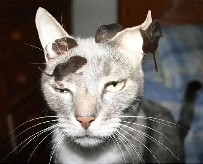 Please Passengers Occupy Your Seats In The Catbus And Stop Bothering The Driver